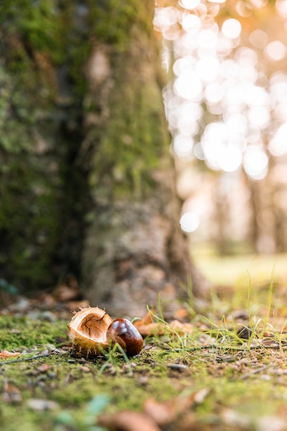 Photo chestnut fallen on the ground