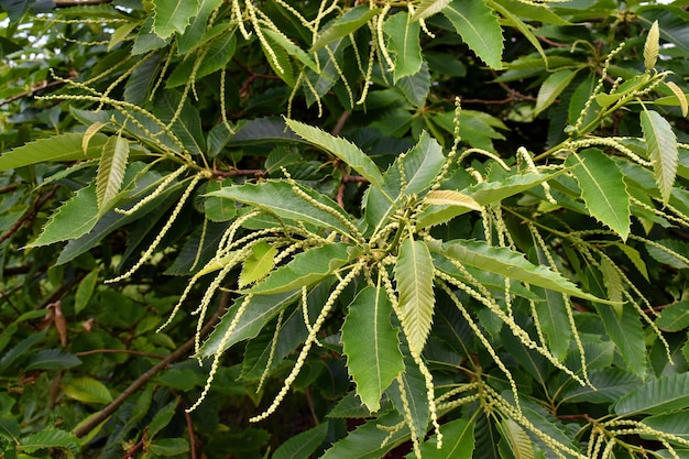 Цветы каштана Castanea sativa на дереве