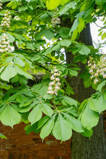 Photo chestnut flowers horse chestnut tree flower background spring blossoms in city park