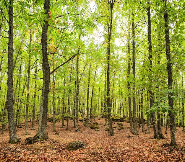 Каштановый лес ранней осенью с землей, покрытой сухими листьями