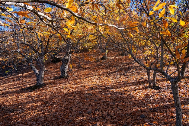 말라가 안달루시아 스페인 Genal Valley의 밤나무 숲 Pujerra 지역