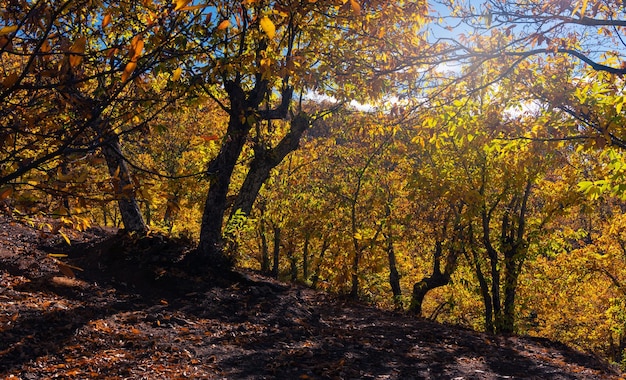 Chestnut forest Pujerra locality of Malaga Andalucia Spain Genal Valley