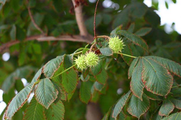Каштан фруктовый зеленый на ветке дерева среди листьев