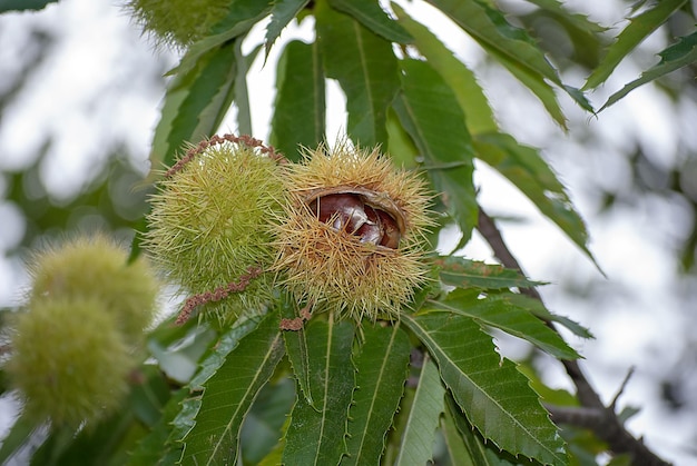 Chestnut fruits on tree