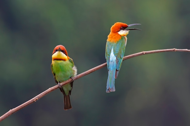 Chestnut-headed Bee-eater Merops leschenaulti Prachtige vogels van Thailand