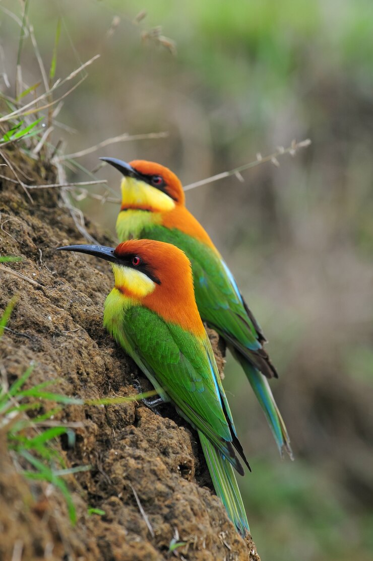 Foto chestnut-headed bee-eater (merops leschenaulti)