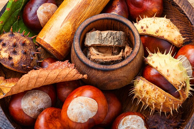 Chestnut in herbal medicine