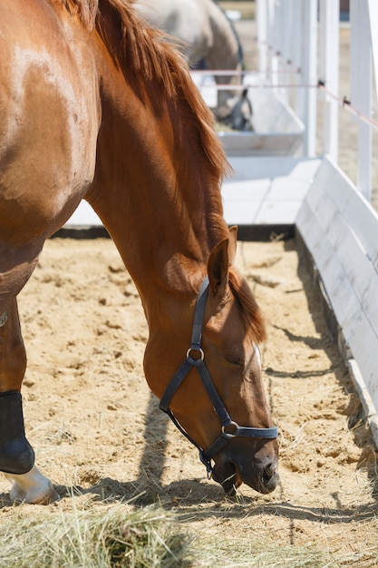 囲いの干し草を食べる栗の馬