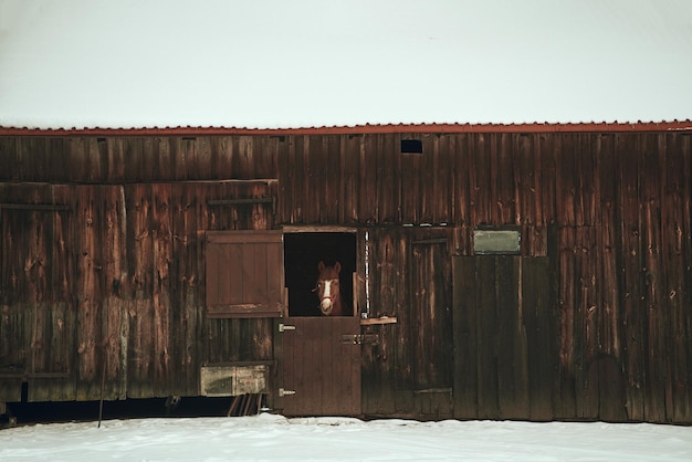 Chestnut horse in stable