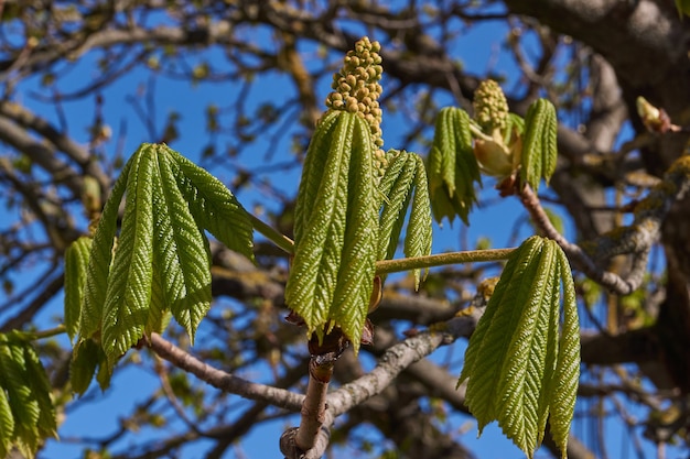 Chestnut inflorescences bloom on a tree