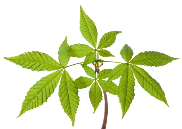 Chestnut leaf isolated Green fresh spring horse chestnut leaves isolated on white background