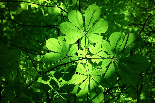 chestnut leaves