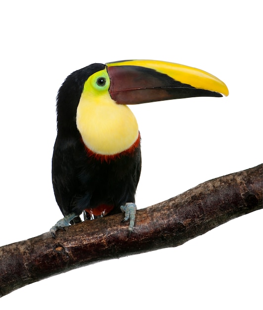 밤나무 mandibled 큰 부리 새 또는 Swainson € Toucans-격리 된 흰색에 Ramphastos swainsonii