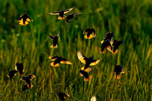 Каштановый муния летит над рисовым полем на закате