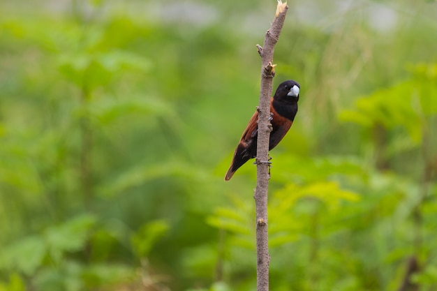 Castagna munia che si appollaia su un ramo, munia munito nero su un ramo. (lonchura malacca)