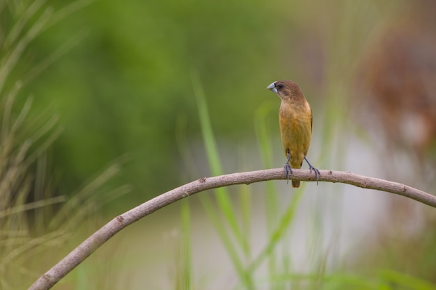 Chestnut Munia perching on a branch