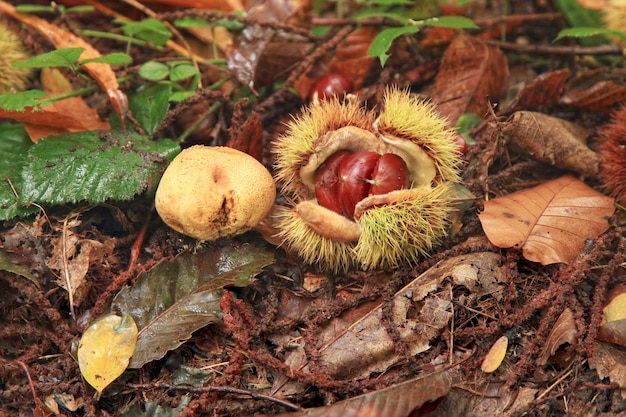 Chestnut and Paltry puffball in the woods