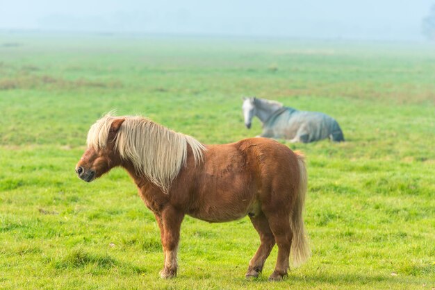 Chestnut stallion grazing on green grass farm