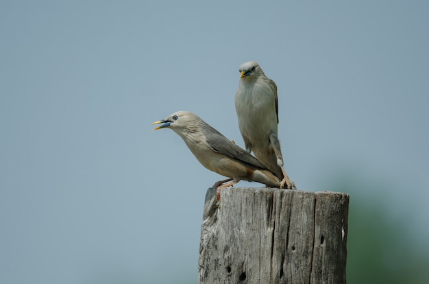 タイ、自然の枝に立つ栗の尾をしたスターリングの鳥（Sturnus malabaricus）