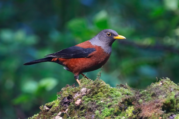 Честнат-дрозд Turdus rubrocanus Красивые птицы Таиланда