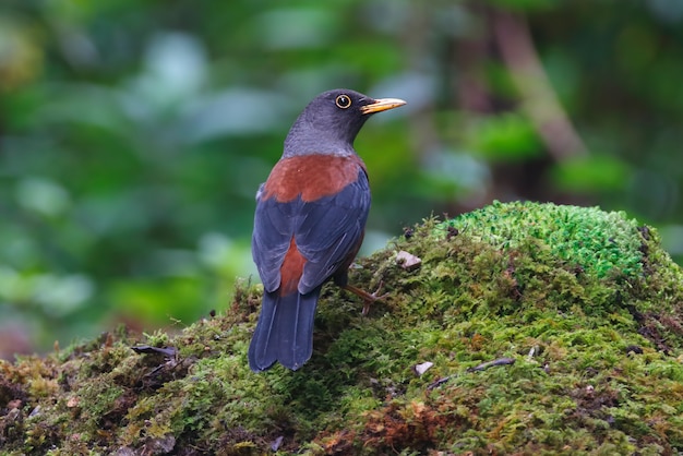 Chestnut Thrush Turdus rubrocanus Beautiful Birds of Thailand