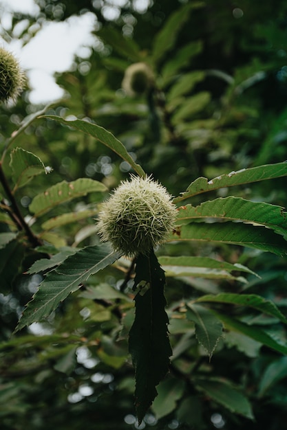 A chestnut in a tree during a bright day in autumn with a strong texture