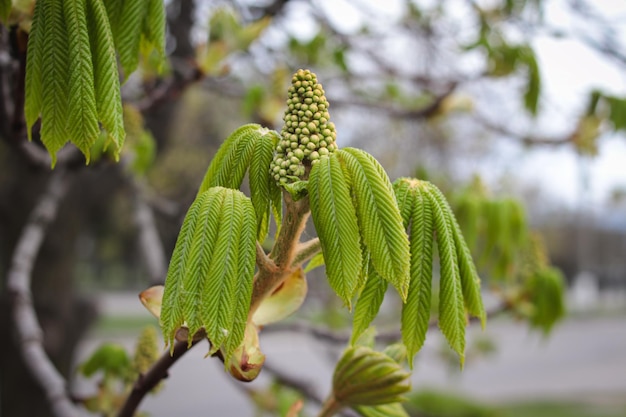 The chestnut tree is blooming