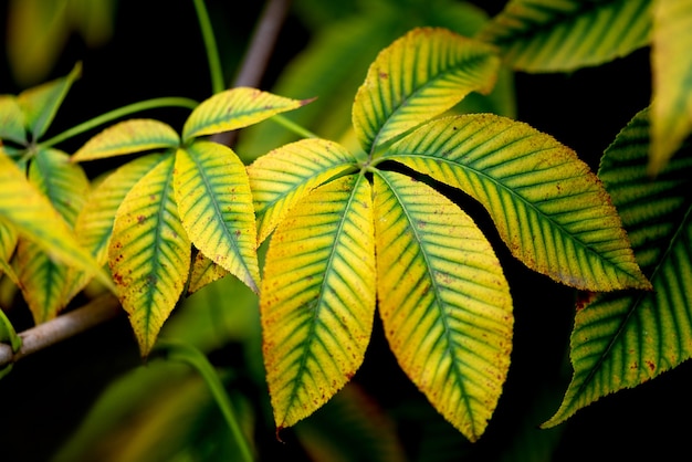 Chestnut tree twig