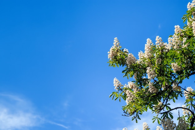 Chestnut tree with blossoming spring flowers against blue sky, seasonal floral background