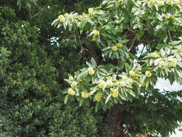 Chestnut tree with fruits