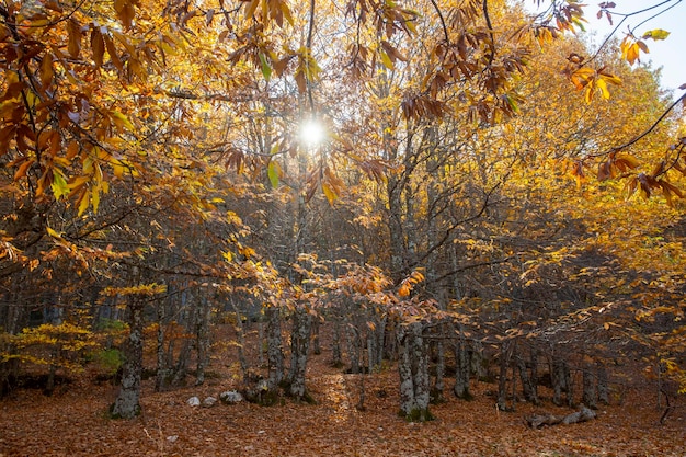 Photo chestnut trees in izmir bozdag autumn season