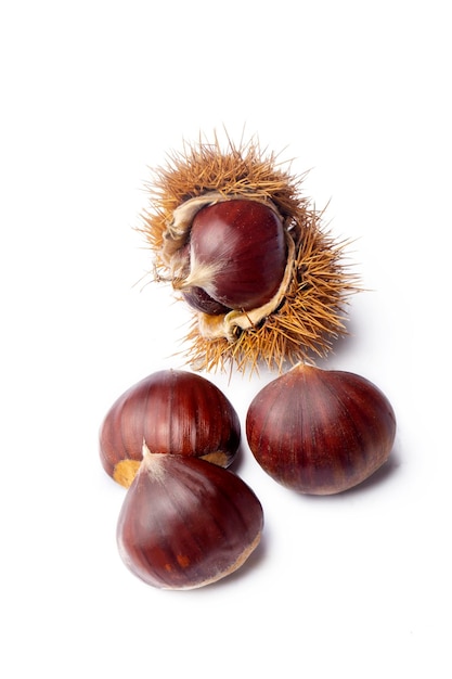 Chestnut on the white background