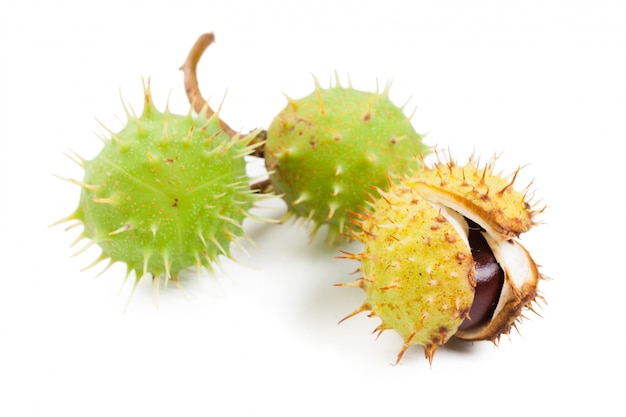 Chestnut on a white background