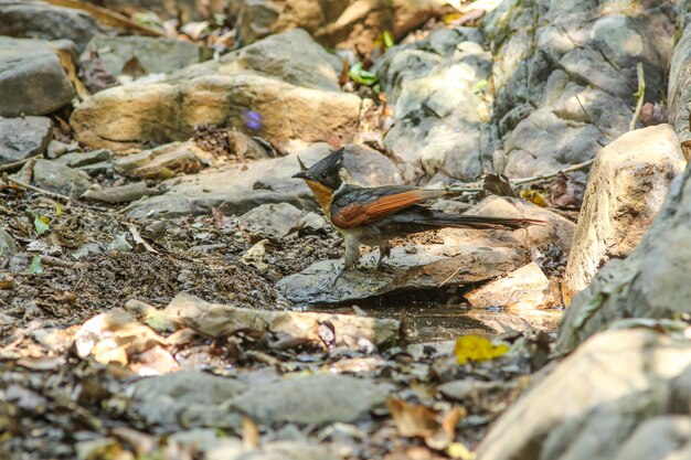 Chestnut-wing cuckoo