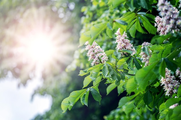 Chestnut with white flowers in sunny weather Chestnut blossoms