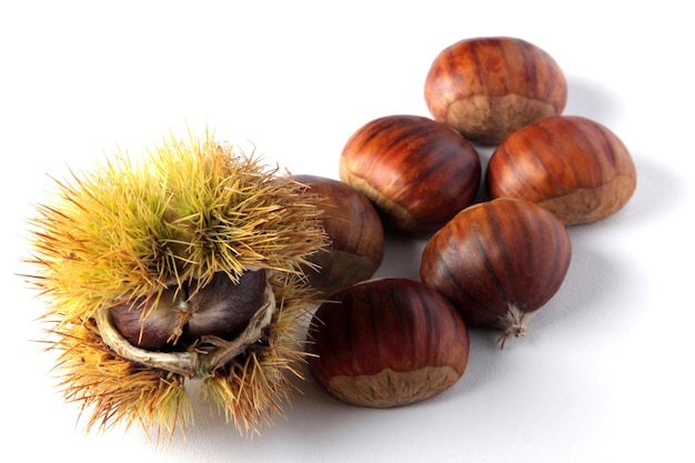 Chestnut