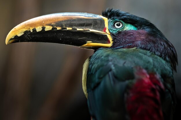 Chestnuteared aracari