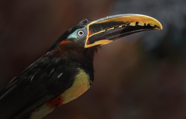 Chestnuteared aracari