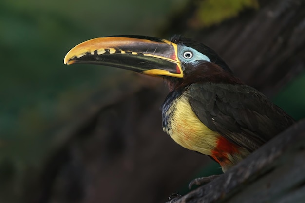 Foto aracari castagneti