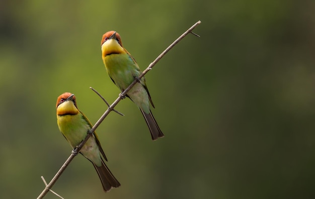 나뭇가지에 밤나무머리 Beeeater Merops leschenaulti