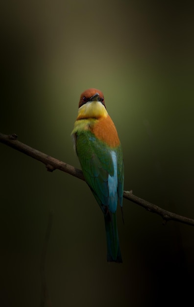 Chestnutheaded Beeeater Merops leschenaulti on branch tree