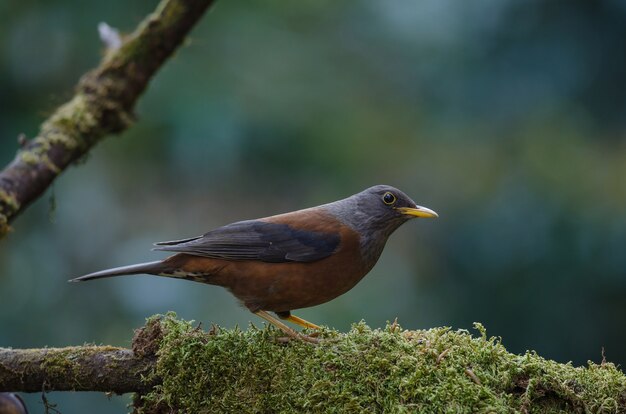 Chestnutlijster (Turdus-rubrocanus) vogel