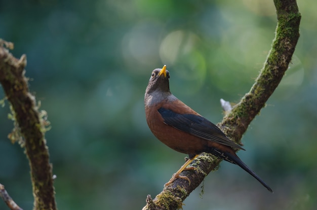 Chestnutlijster (Turdus-rubrocanus) vogel