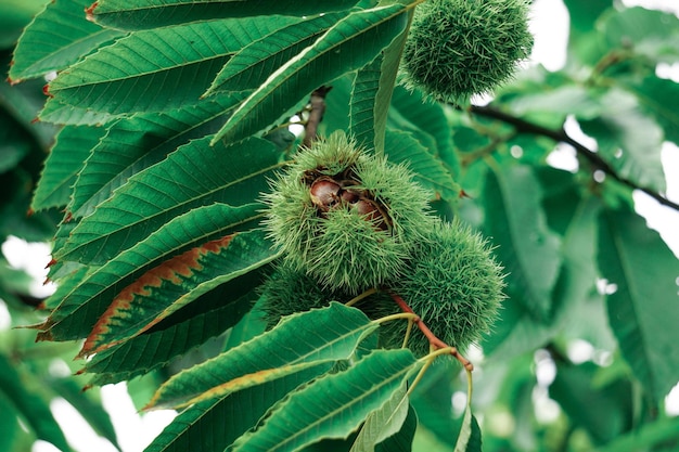 chestnuts on the chestnut tree in autumn season