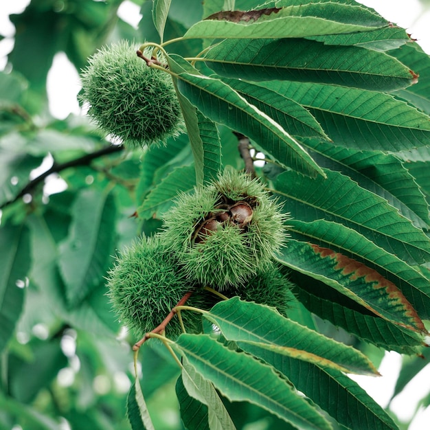 chestnuts on the chestnut tree in autumn season