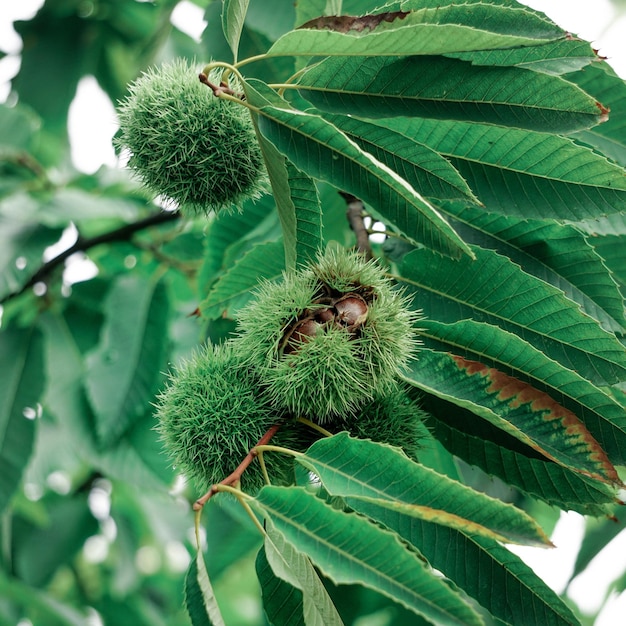 Chestnuts on the chestnut tree in autumn season