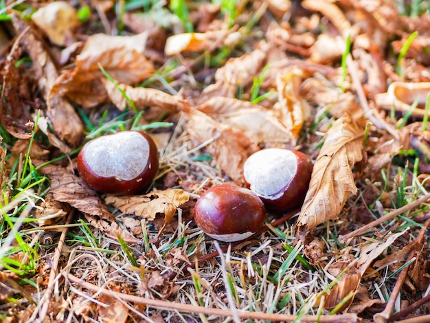 Chestnuts on foliage close-up. autumn composition with fresh chestnuts and fall foliage.