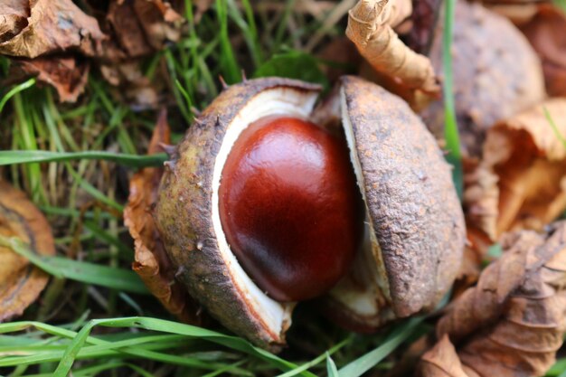 Photo chestnuts in grass