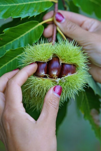 Chestnuts hanging from the tree