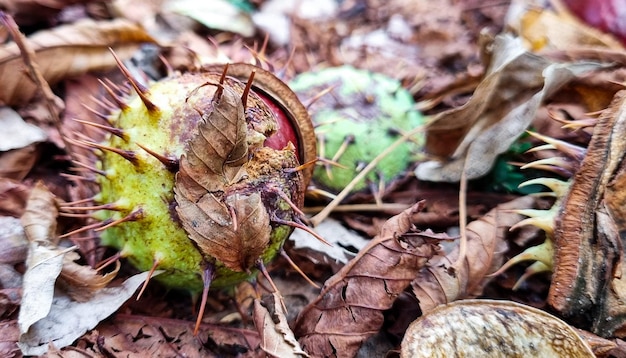 Chestnuts lie on the ground with dry leaves.